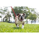 Olde Towne School For Dogs - Pet Groomers in Alexandria