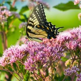 Earthworks Landscaping CO - Landscape Architects in Berryville