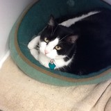Rhoades Alison DVM - Veterinarians/Vets in Midlothian