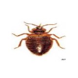 CSI Home and Commercial Services - Pest Control in Fredericksburg