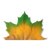 Big Oak Studios - Graphic Design in Richmond