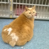 Kingstowne Cat Clinic - Veterinarians/Vets in Alexandria
