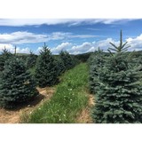 Willow Springs Tree Farm - Other in Radford