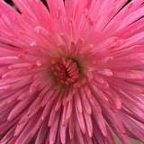Company Flowers - Florists in Arlington