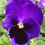 Bell Nursery USA - Other in Emporia