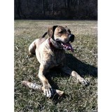 Mollies Originals - Other in Martinsville