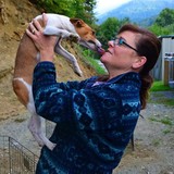 Partners Canines Counseling And Shelter Services Inc - Other in Shenandoah