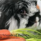 Friends of Rabbits - Other in Alexandria