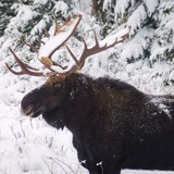 Game Warden - Other in Bethel