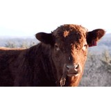 Dreamlike Pictures - Video/Film Production in Burlington