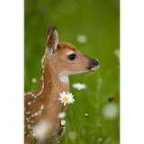 Vermont Coverts Woodlands - Other in Middlebury