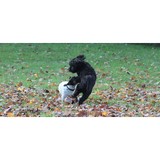 Four Paws Inn - Other in Barre