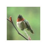 The Hummingbird Guide - Other in Wolcott
