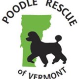 Poodle Rescue of Vermont - Other in Essex