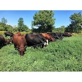 Meeting Place Pastures - Restaurants in Middlebury