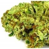 Firefly Genetics - Alternative Medicine in Seattle