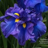 Mt Pleasant Iris - Other in Washougal