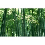 Northwest Tai Chi & QiGong - Martial Arts in Vancouver