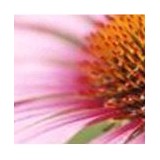 Natural Wellness Center - Chiropractors in Federal Way