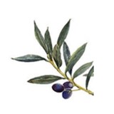 Oliver's Landscaping & Garden - Landscaping in Olympia