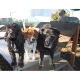 Camp Canine Doggy Day Care - Pet Services in Mukilteo