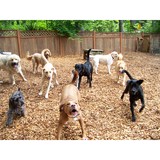 Pooch Play LLC - Other in North Bend