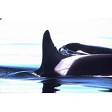 Orca Relief Citizens' Alliance - Other in Friday Harbor