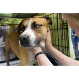 Kitty Korner - Pet Services in Longview