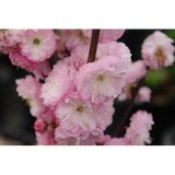 All Seasons Plants LLC - Other in Ridgefield