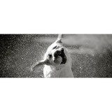 Maple Leaf Veterinary Care Center - Veterinarians/Vets in Seattle