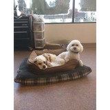 Gromingdales Pet Salon - Pet Stores in Lakewood
