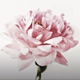 Tanya Mock Realtor - Other in Snohomish