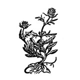 Queen Anne Naturopathic Center - Naturopathic/Holistic in Seattle