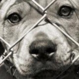 Gingers Pet Rescue - Pet Stores in Seattle
