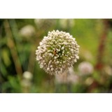 Mirastories - Wedding in Seattle