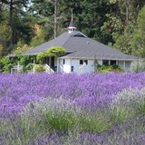 Pelindaba Lavender - Other in Friday Harbor