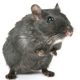 Arrow Pest Control - Pest Control in Burlington