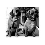 Phinney Ridge Cabinet Company - Kitchen Cabinets in Seattle