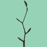 Erin Lau - Landscaping in Seattle
