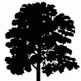 Yanes Landscaping - Landscape Architects in Seattle