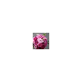 Marine View Florist & Gifts - Florists in Seattle