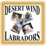 Desert Wind Labradors - Pet/Animal Breeders in Ephrata