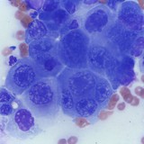 Specialty Vetpath - Veterinarians/Vets in Seattle