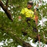 Elite Tree Care - Tree Services in Everett