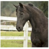 Adaptive Animals - Pet Stores in Seattle
