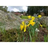 Maple Leaf Cemetery - Other in Oak Harbor