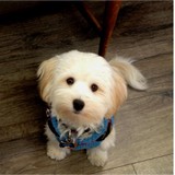 Natural Pet Pantry - Pet Stores in Seattle