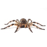 Extermination Services Inc - Pest Control in Gig Harbor