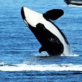 Whale Watching With San Juan - Other in Friday Harbor