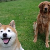 Pawblem Solved - Pet Stores in Bellevue